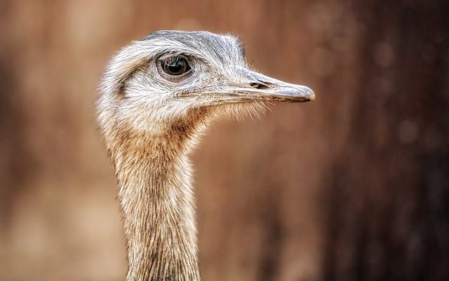 Police capture pair of runaway emus in coastal Texas