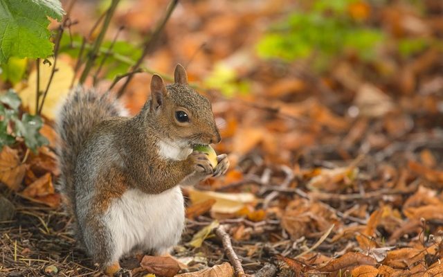 Wanted Alabama ‘attack squirrel’ owner arrested after chase