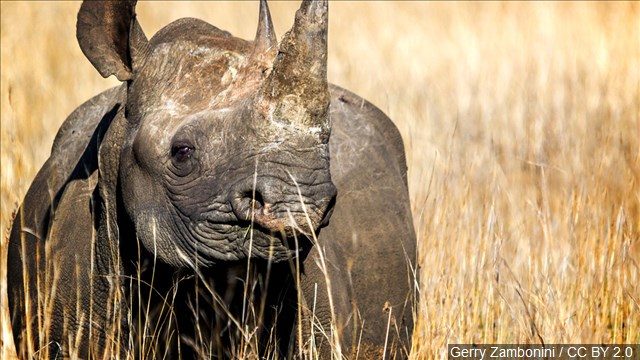 Rhino poacher killed by elephant and eaten by lions