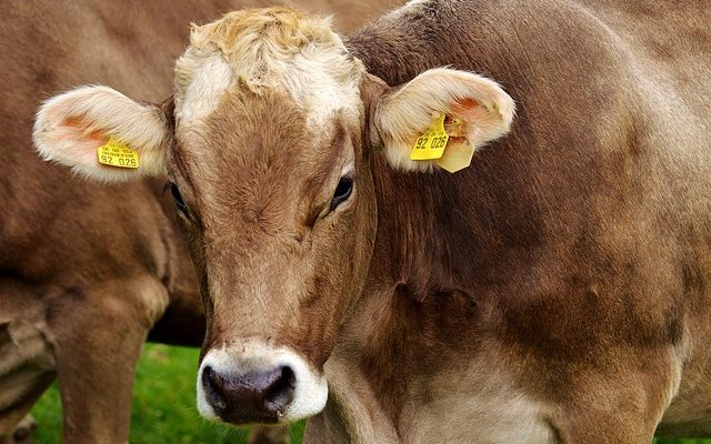 Maine company wants to turn cow poo into gas to heat homes