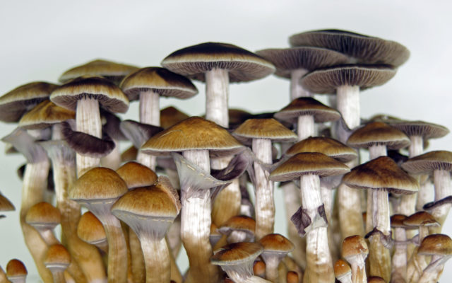 Oakland 2nd US city to legalize magic mushrooms