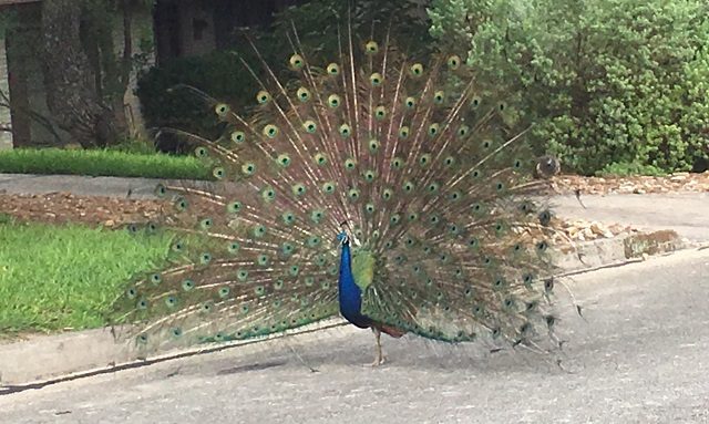A feud over peacocks in neighborhood near South Texas Medical Center