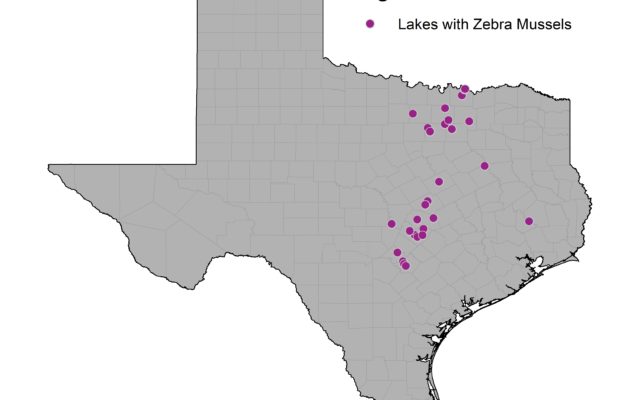 17 Texas lakes now confirmed with invasive zebra mussels