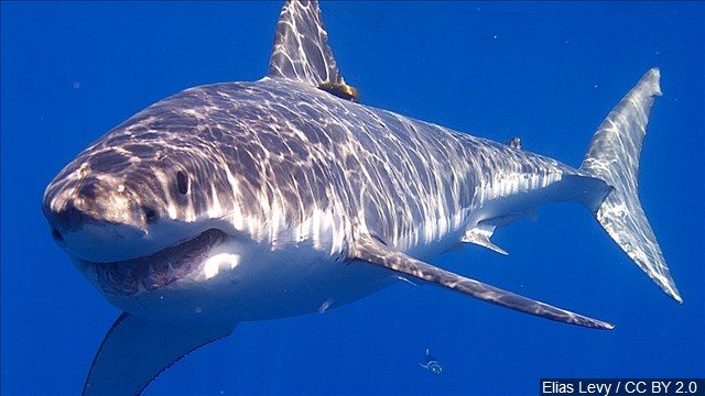 13 foot shark bitten by an even bigger shark