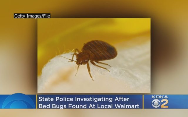 Police seek person who released bed bugs in Walmart store