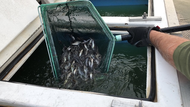 More than 100,000 catfish are poured into two San Antonio area lakes