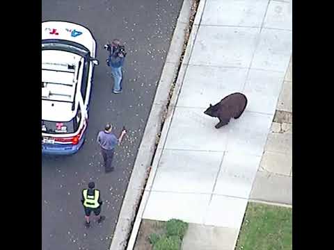 Bear that wandered yards near Los Angeles moved to forest