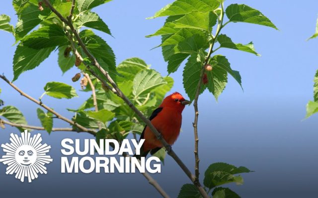 Nature up close: Bird watchers’ meccas in Texas