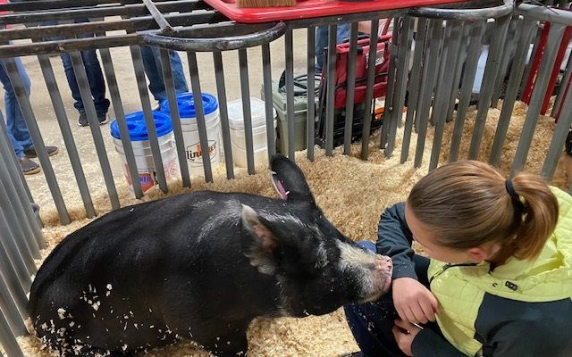 Pigs hog the spotlight on day one of the San Antonio Stock Show and Rodeo