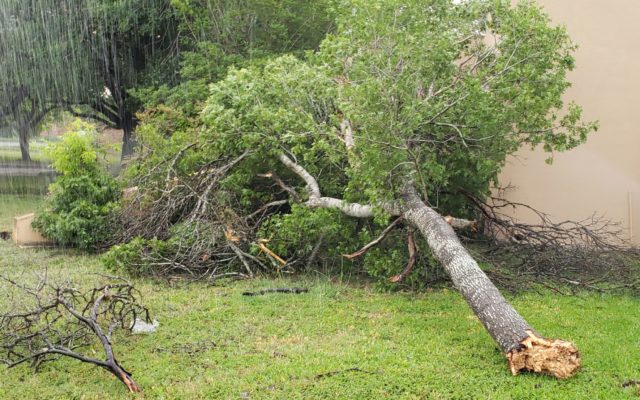 Bexar County encouraging residents to seek out reputable companies for storm clean up