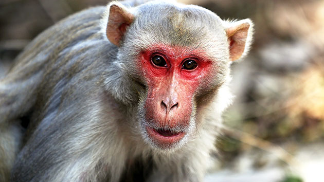 Monkeys steal COVID-19 blood samples from lab in India