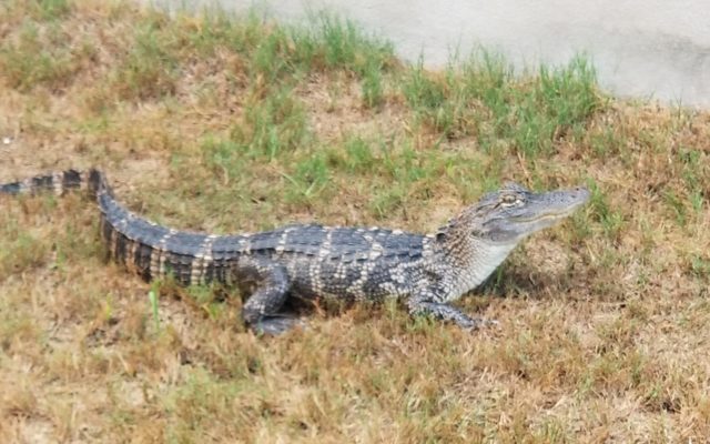 Wayward “Al E. Gator” captured in southeast San Antonio yard
