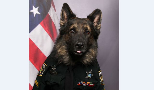 Florida police dog wears uniform, tie for ID badge photo