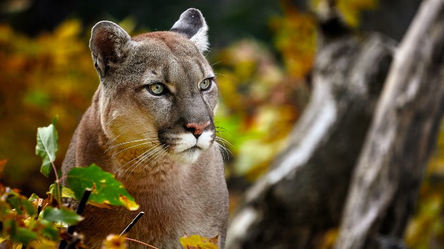 Texas man killed in mountain lion attack, authorities say