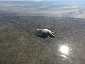 SeaWorld San Antonio rescues 13 sea turtles from frigid waters along the Texas coast