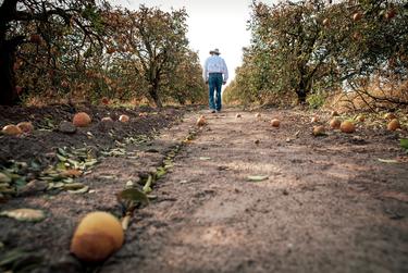 President of Texas Citrus Mutual Dale Murden inspects the damaged fruit effected by the recent freeze. Feb. 24, 2021.