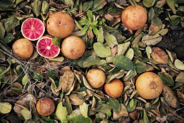 Damaged fruit effected by the recent freeze in the Rio Grande Valley. Feb. 24, 2021. 