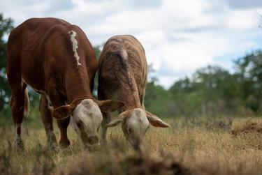 Cattle on a ranch on Tuesday, July 21, 2020 in Gonzales.