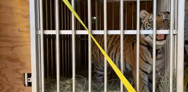Tiger rescued by Bexar County deputies gets new home