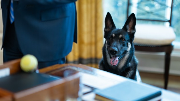 Biden’s German shepherd Major back in doghouse for another biting incident