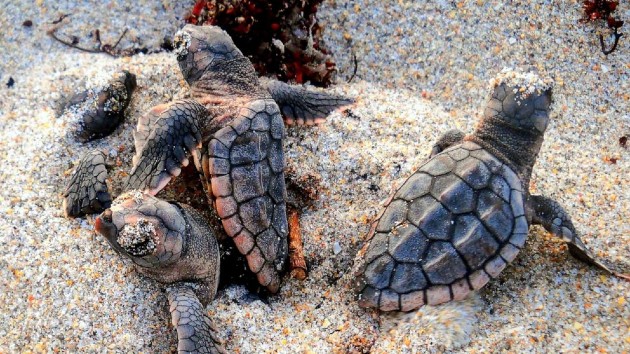 Battle brewing between turtle rescuers, Florida’s wildlife commission