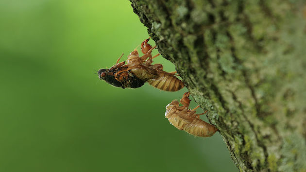 Cicadas delay White House press charter to Europe