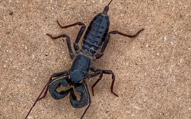 Acid-spraying, scorpion-like insects spotted in Texas