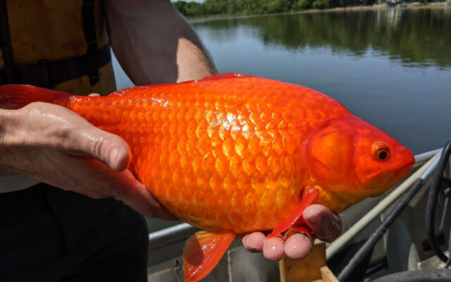 Football-sized goldfish invade lakes and ponds