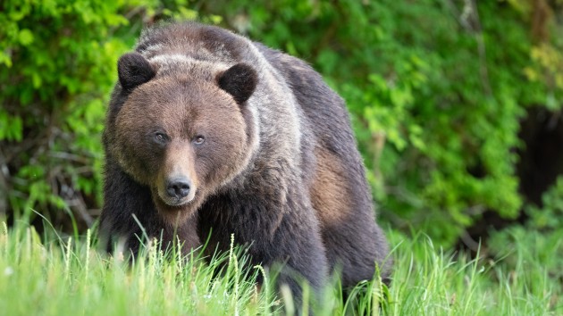 Authorities search for grizzly bear that killed bicyclist camping in Montana