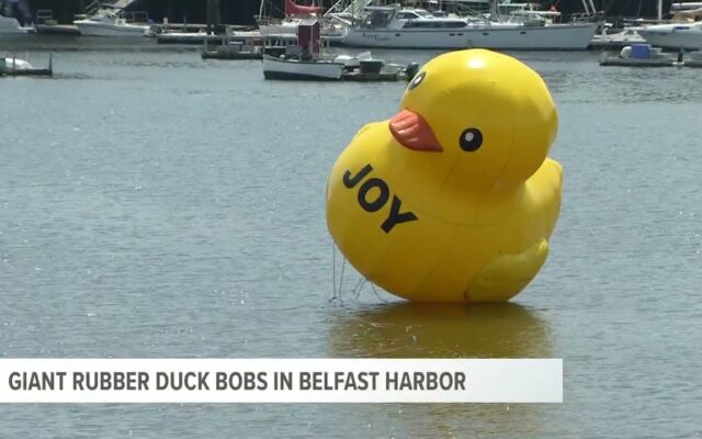 Rubber bird is a mystery, but town thinks it’s just ducky