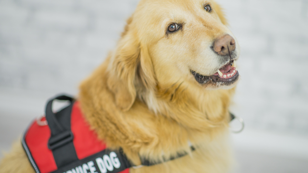 Incarcerated women train service dogs to detect disabling conditions