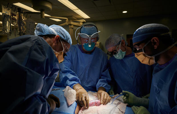 Successful pig-to-human kidney transplant a “transformative moment”