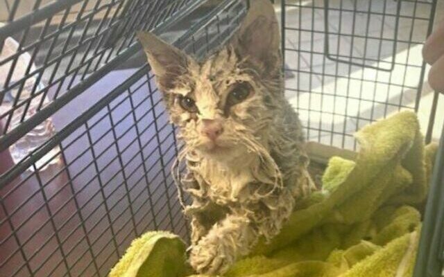 San Antonio Animal Care Services help clean up kitten covered in paint