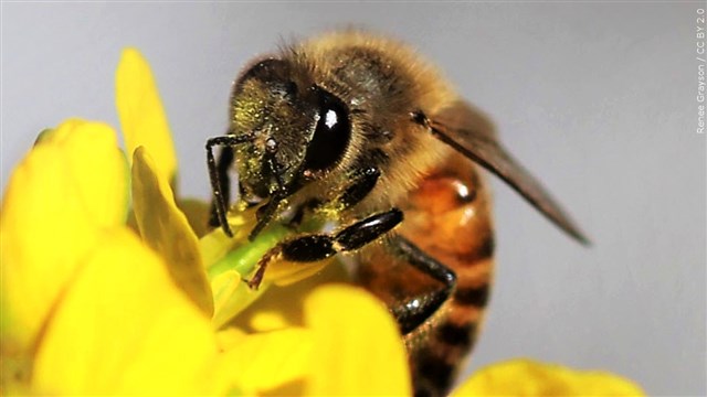 60,000 bees stolen from grocery company’s pollinator field