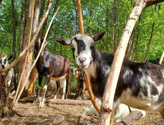 Rental goats to help rid Brackenridge Park of unwanted plant species