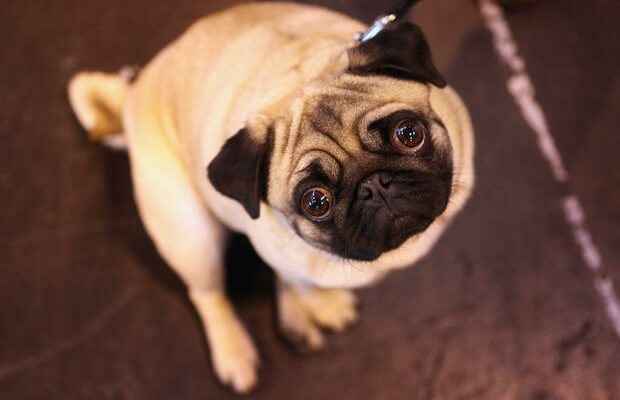 Pugs cannot be considered “a typical dog” due to dire health issues, study finds