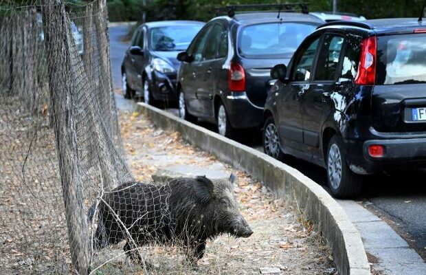 “The people of Rome are being held hostage by wild boar”