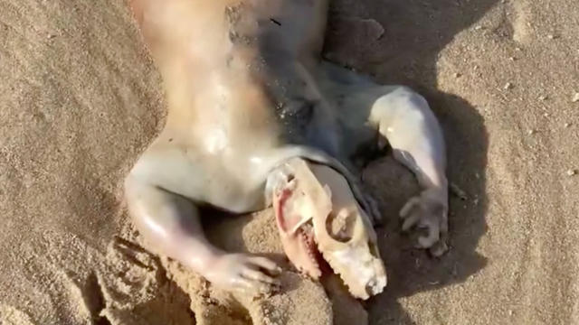 Jogger discovers “alien like creature” with “human” lips on Australian beach
