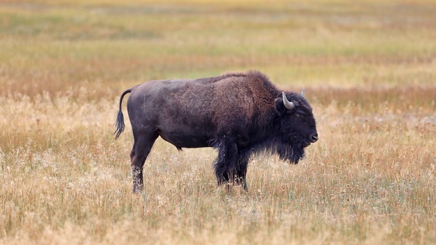 Man gored by bison at Yellowstone National Park in 2nd attack this year