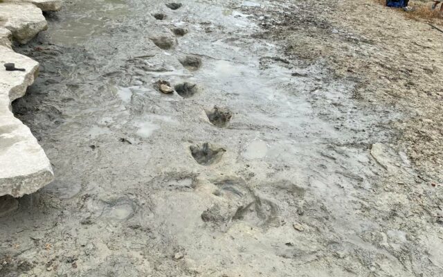 113 million year old dinosaur tracks revealed as drought dries up Texas river