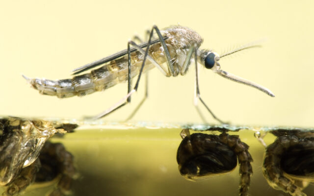 West Nile virus found in northeast San Antonio mosquito pool