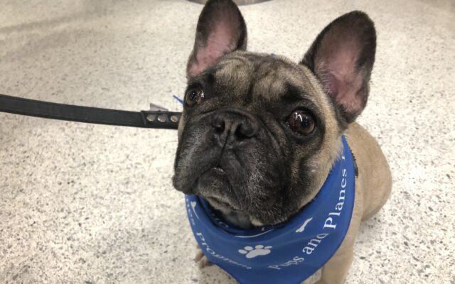 Dogs making life easier for passengers at San Antonio airport