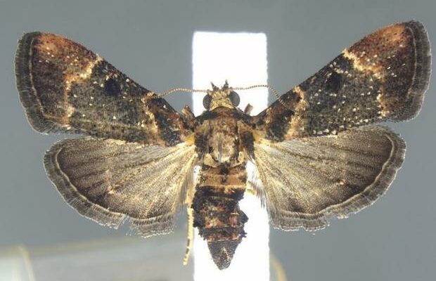 Moth species not seen since 1912 found at Detroit airport