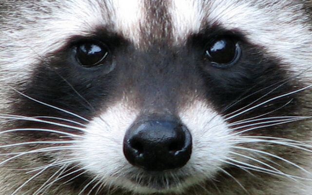 Another raccoon causes Seguin power outages