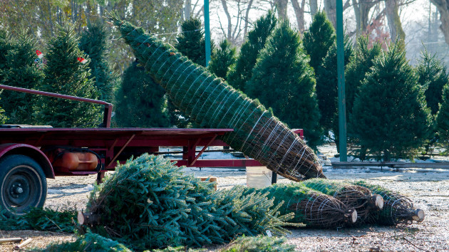 What to expect when buying a Christmas tree this holiday season