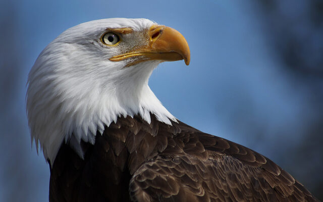 Bald eagle found safe after escape on north side
