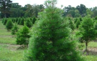 Texas Christmas tree industry expecting a boost in sales in '22