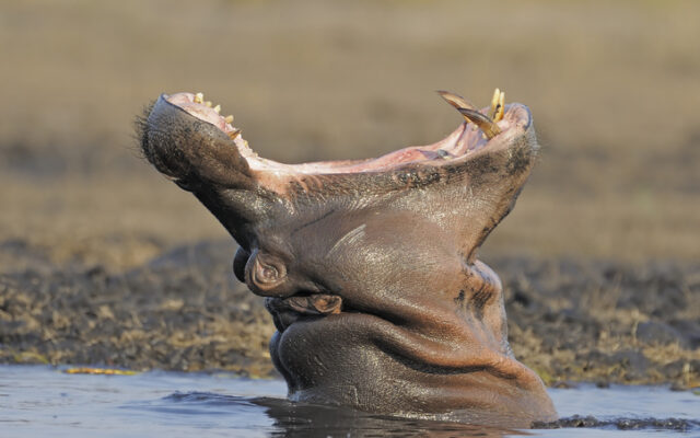 2-year-old boy rescued after being “swallowed” by hippo, Uganda police say