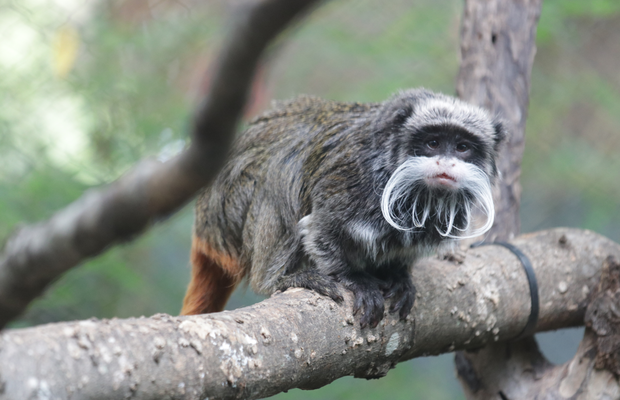 2 monkeys missing from Dallas Zoo believed to have been taken, police say