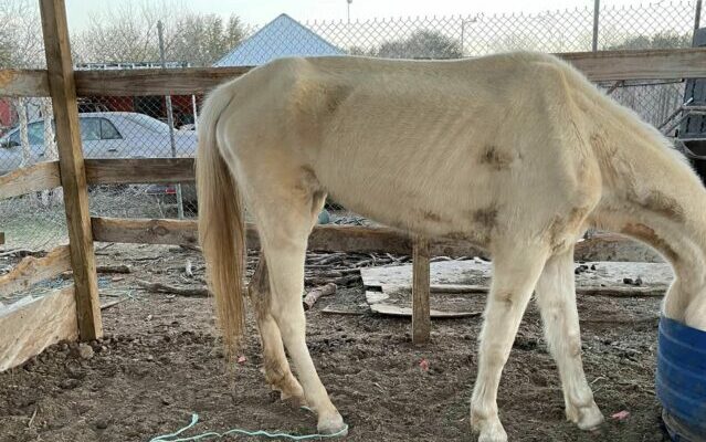 Two malnourished horses receive care after being rescued by Bexar County Deputies